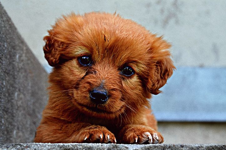 Mon chien tousse, faut-il s?inquiéter ?