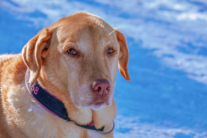 Comment choisir un collier pour chien ?
