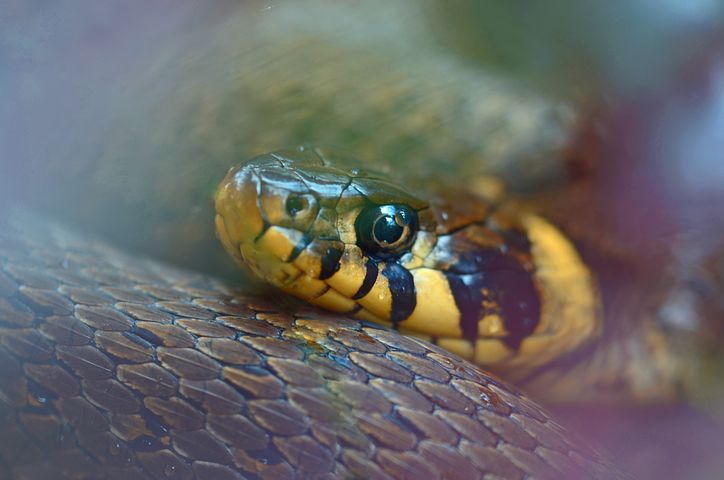 Quel est le régime alimentaire d'un serpent ?