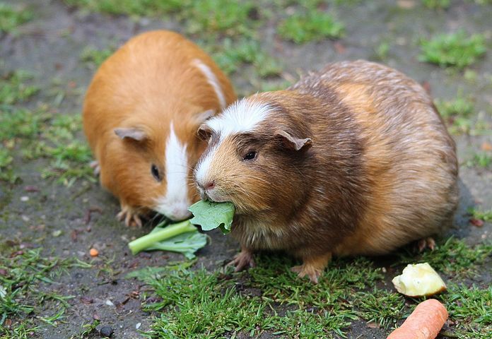Quels aliments donner à son cochon d'inde ?