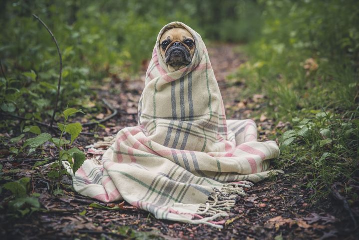 Que penser des vêtements pour chien ?
