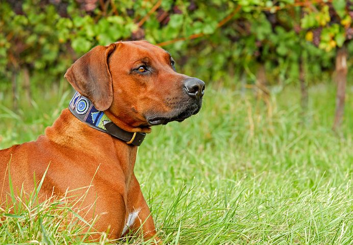 Adopter un chien, comment faire son choix ?