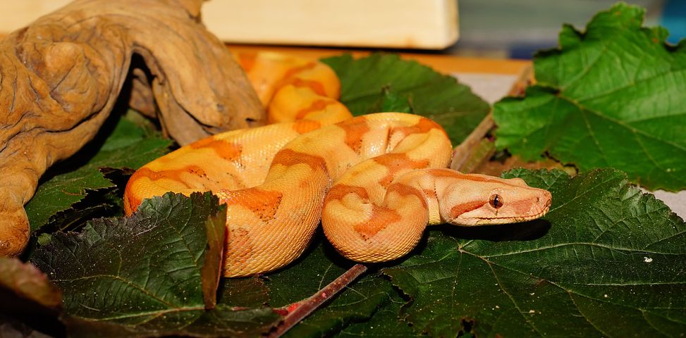 Comment organiser le terrarium de mon serpent ?